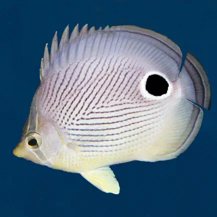 Easy Fish ID Caribbean Cheats