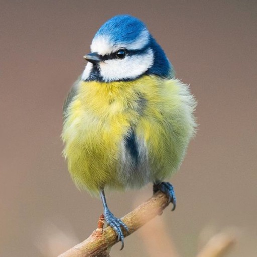 Redland Green Bird Box Survey