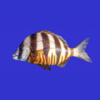 Marine Fish Guide - mydigitalearth.com