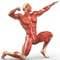 Test and evolve your information answering the questions and learn new knowledge about Muscular System by this app