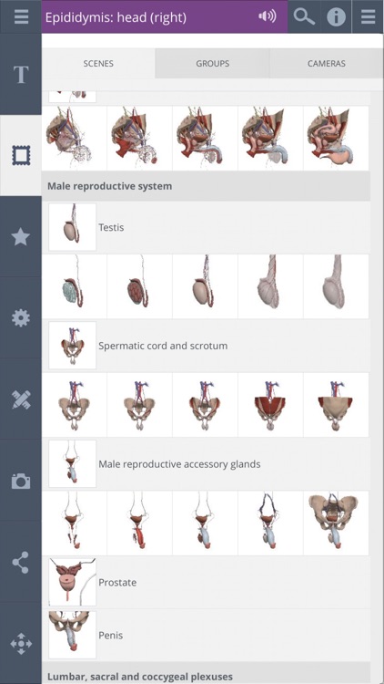 Primal's 3D Male Pelvis