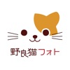 野良猫フォト