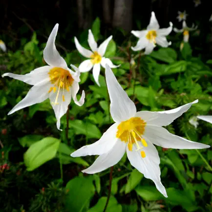 Olympic Wildflowers Cheats