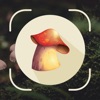 Mushroom ID : Identifier, Scan