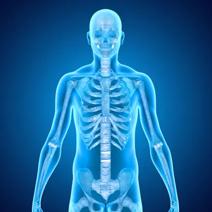 Skeletal System Medical Terms Читы