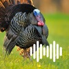 Hunting Calls: Turkey
