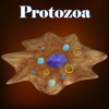 Learn Protozoa
