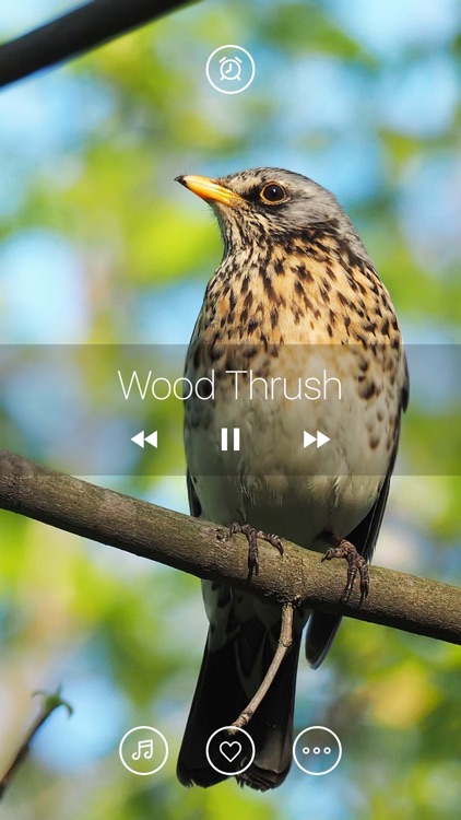 Bird Sounds, Listen & Relax