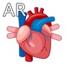 AR Human Organs