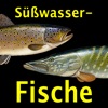 Europäische Süßwasserfische