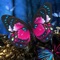 Download the best butterfly wallpaper, let your devices look amazing with cute butterfly wallpaper, if you love butterfly images, you are in the right place and you can also find a lot of collections of butterfly wallpapers