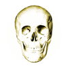 Anatomy Quiz Lite - Alexander Streuer