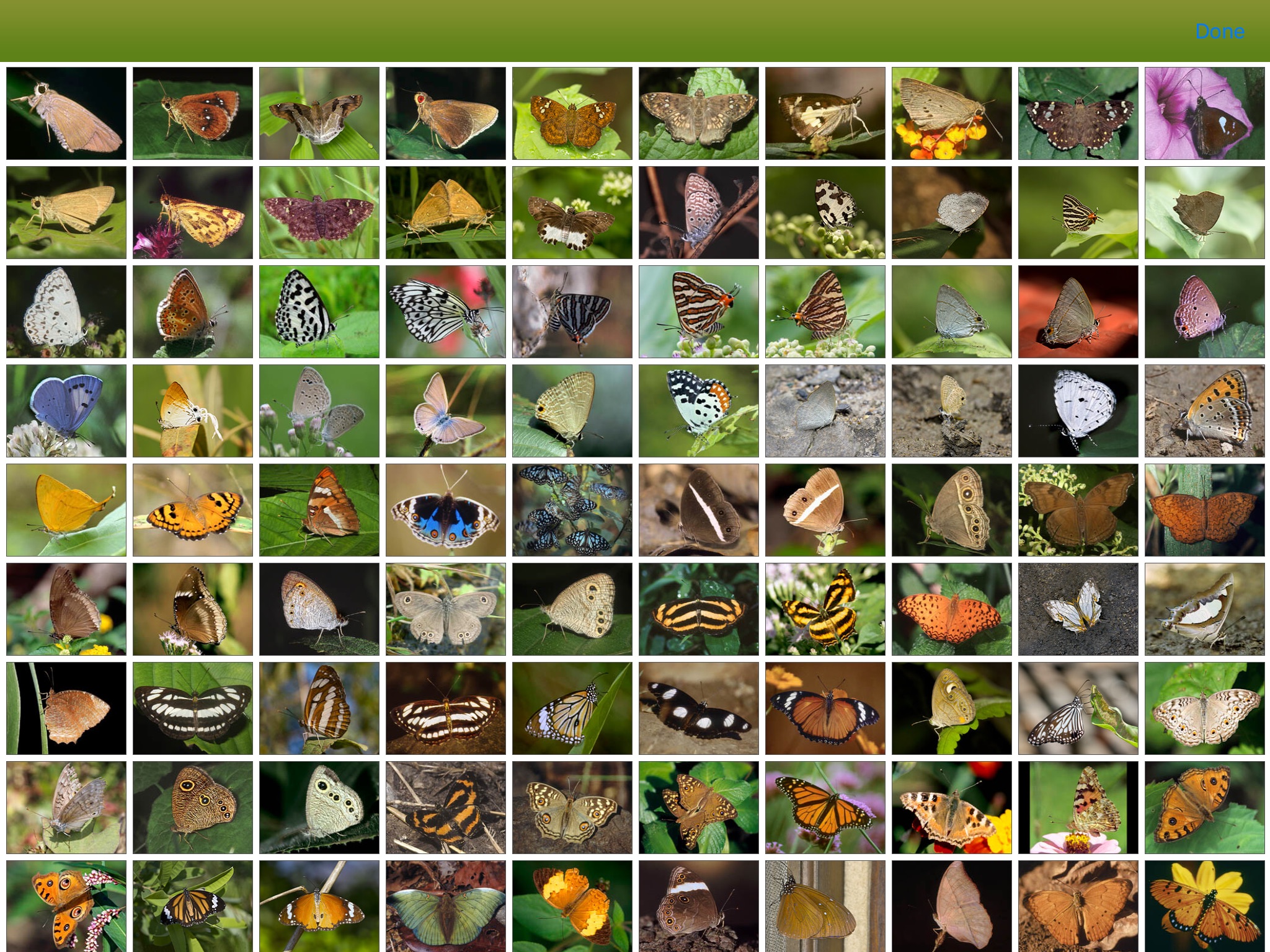 Butterfly eGuide screenshot 4