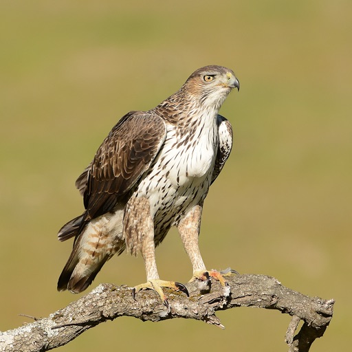 Birding in Southern Portugal