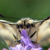 Bioblitz Fjärilar i Sverige