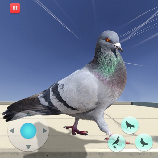 Hungry Pigeon Simulator Game Icon