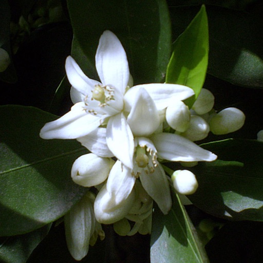 Florida Wildflowers Download