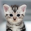 Cute Cat HD Wallpapers
