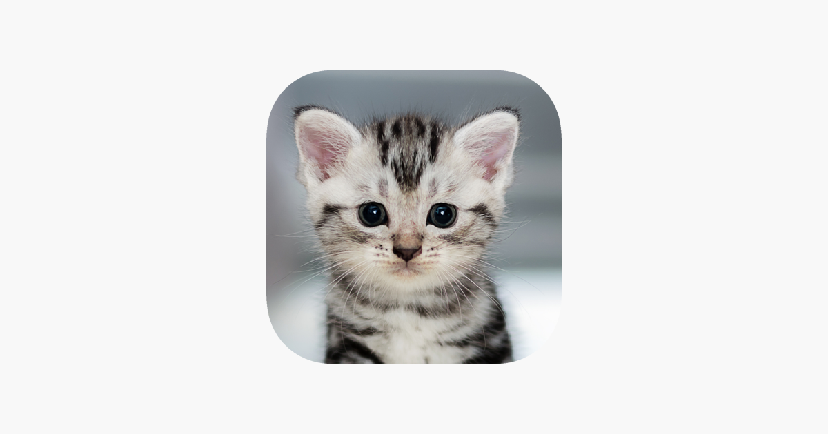 Söpö kissa HD-taustakuvat App Storessa