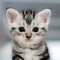 Cute Cat HD Wallpapers by Emilija Blagojevic