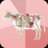Beef Cuts 3D - Uli Niklaus
