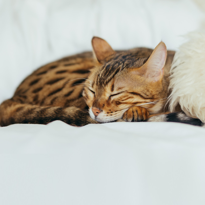 Contar ovejas Counting Sheep