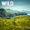 Wild Guide Wales