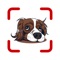 Icon Dog Scanner: Scan by camera