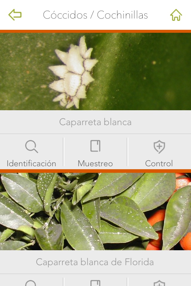 Gipcitricos IVIA screenshot 4