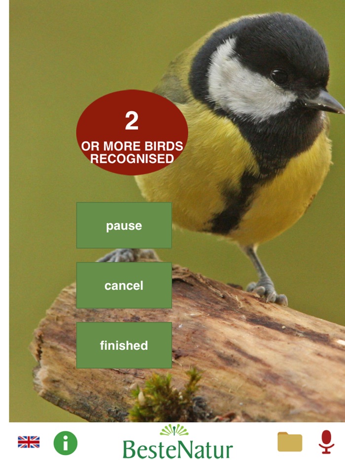 Singvögel am Gesang erkennen