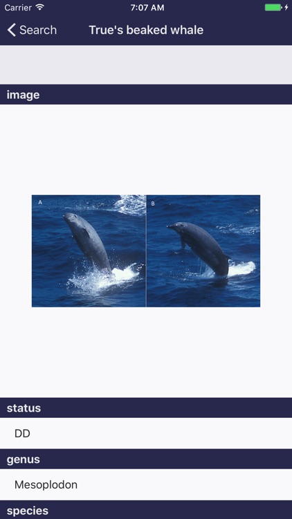 Whale Species: The Complete Compendium