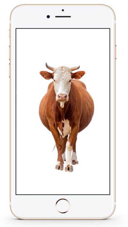 Animal sounds box screenshot-3