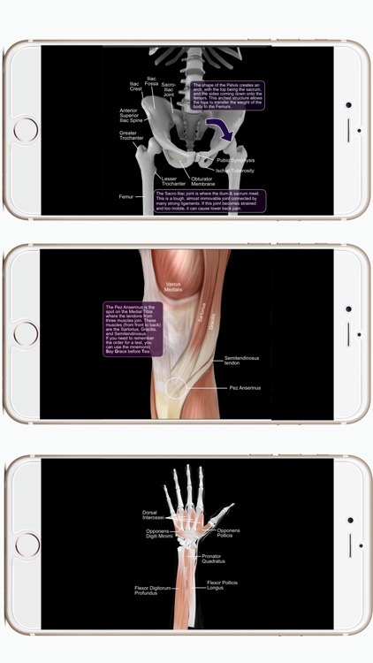 Muscles : Anatomy Quiz & Reference