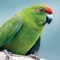 THE OFFICIAL APP - Norfolk Island National Park is rich in bird life with about 116 species recorded