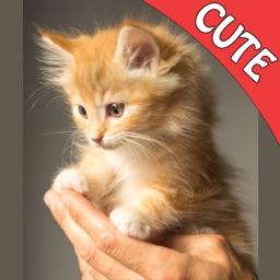 Cute Cats Memory Matching Game