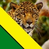 Los Leopardos - Atlético Bucaramanga Colombia