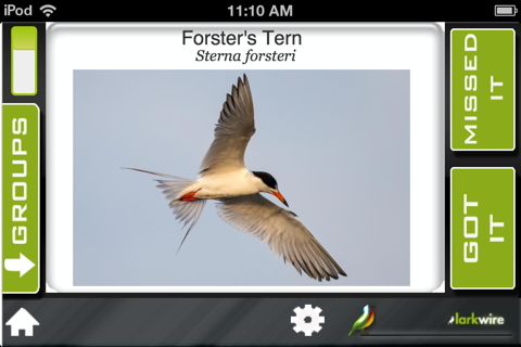 Larkwire Learn Bird Songs 2 screenshot 3