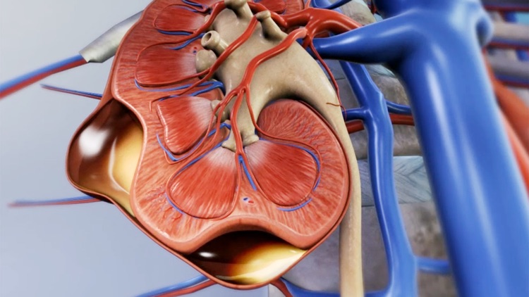 Physiology Animations screenshot-3