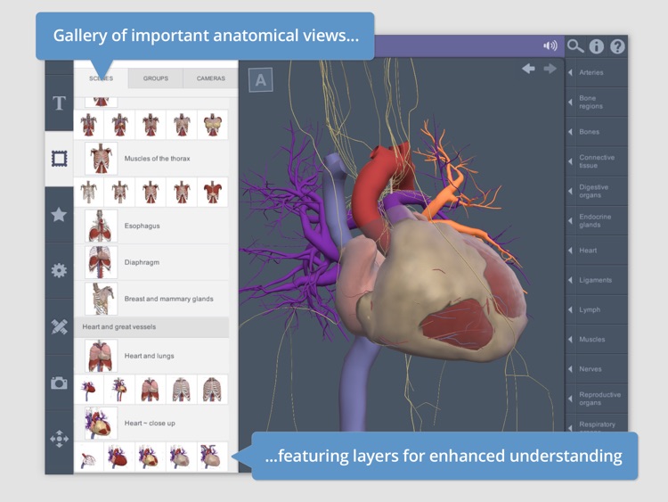 Thorax: 3D Real-time Human Anatomy