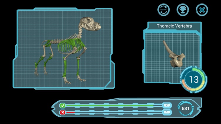 Osteology in Dogs