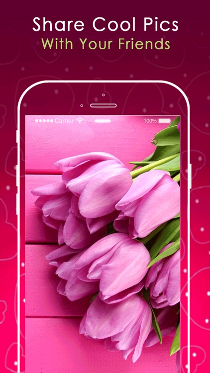 Pink Wallpapers HD