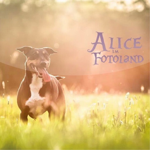 Alice-im-Fotoland