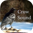 Top 40 Entertainment Apps Like Crow Sounds – Crow Call Sound - Best Alternatives