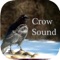 Not all birds have beautiful voices; unlike songbirds that create pleasant springtime melodies, the crow isn't very musical