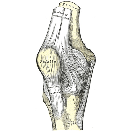 Arthroplasty Size Predictor