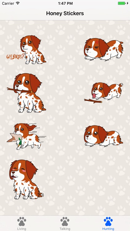 Honey the Brittany Spaniel