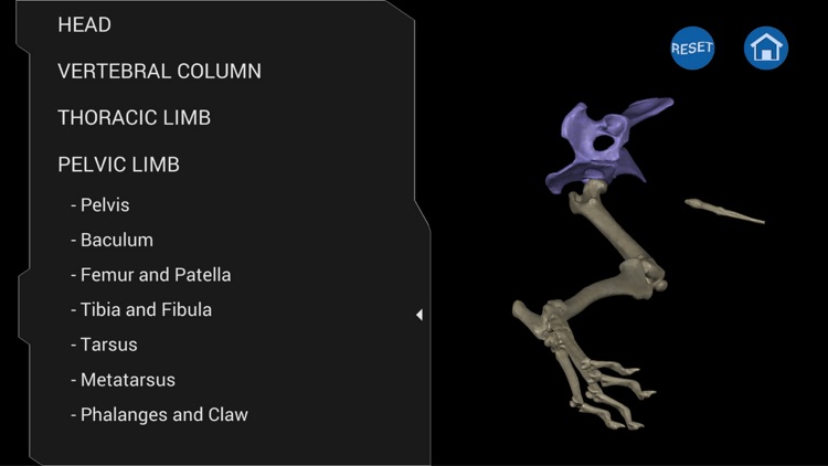 Osteology in Dogs screenshot-4