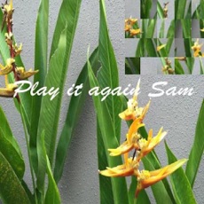 Activities of Play it again Sam