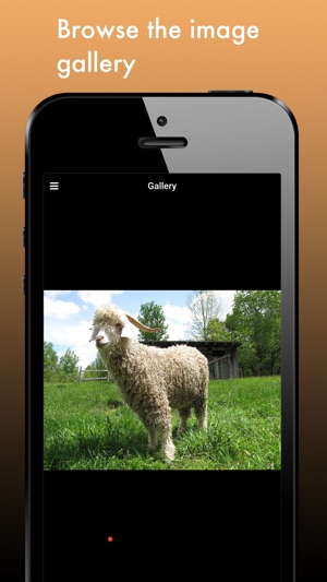 Goat Breeds: Various Types of Goat(圖4)-速報App