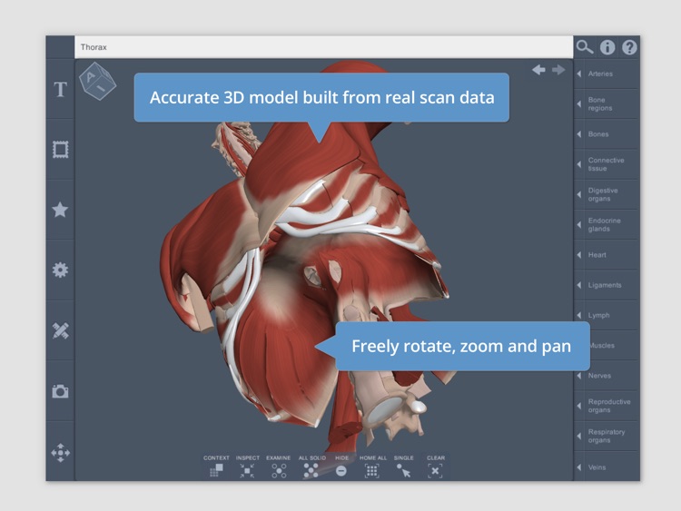 Thorax: 3D Real-time Human Anatomy